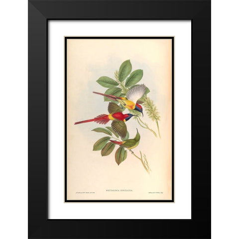 Nectarinia Ignicauda Black Modern Wood Framed Art Print with Double Matting by CAG