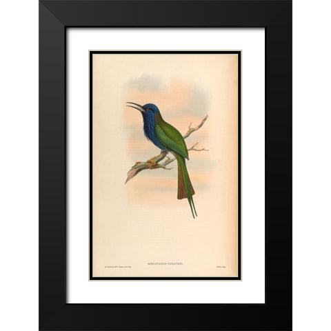 Moropogon Forsteni Black Modern Wood Framed Art Print with Double Matting by CAG