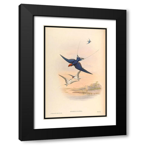 Hirundo Filifera Black Modern Wood Framed Art Print with Double Matting by CAG