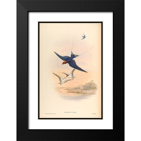 Hirundo Filifera Black Modern Wood Framed Art Print with Double Matting by CAG