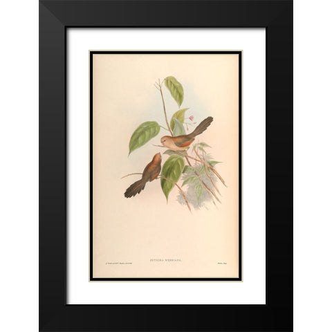 Suthora Webbiana Black Modern Wood Framed Art Print with Double Matting by CAG