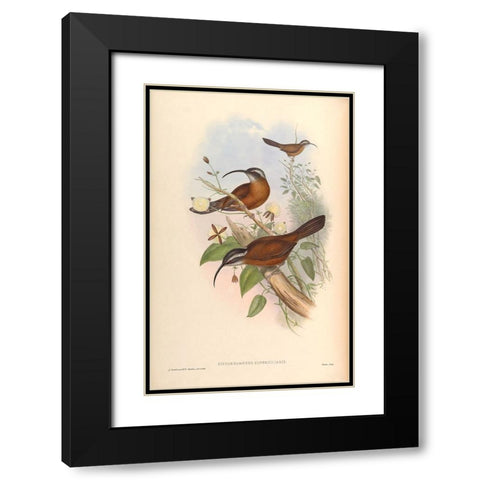 Xiphorhamphus Superciliaris Black Modern Wood Framed Art Print with Double Matting by CAG