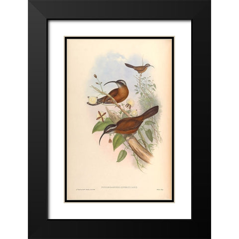 Xiphorhamphus Superciliaris Black Modern Wood Framed Art Print with Double Matting by CAG