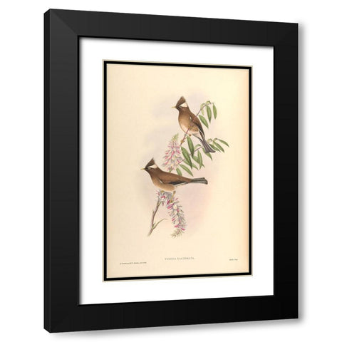 Yuhina Diademata Black Modern Wood Framed Art Print with Double Matting by CAG