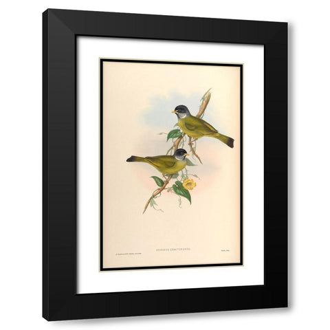 Spizixos Semitorques Black Modern Wood Framed Art Print with Double Matting by CAG