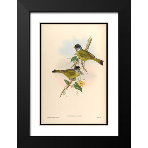 Spizixos Semitorques Black Modern Wood Framed Art Print with Double Matting by CAG