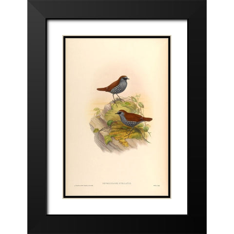 Drymochares Stellatus Black Modern Wood Framed Art Print with Double Matting by CAG