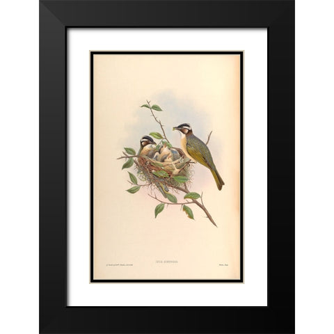 Ixus Sinensis Black Modern Wood Framed Art Print with Double Matting by CAG