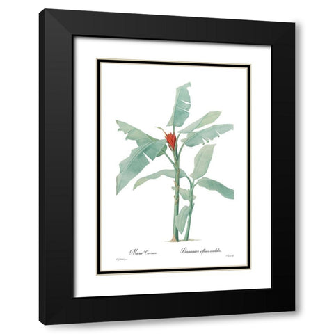 Musa coccinea Black Modern Wood Framed Art Print with Double Matting by CAG