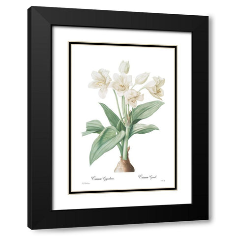 Crinum giganteum Black Modern Wood Framed Art Print with Double Matting by CAG