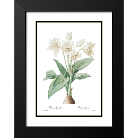 Crinum giganteum Black Modern Wood Framed Art Print with Double Matting by CAG