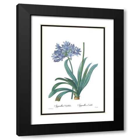Agapanthus umbellatus Black Modern Wood Framed Art Print with Double Matting by CAG