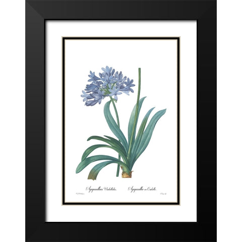 Agapanthus umbellatus Black Modern Wood Framed Art Print with Double Matting by CAG