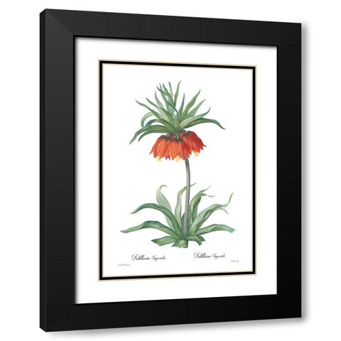 Fritillaria imperialis Black Modern Wood Framed Art Print with Double Matting by CAG