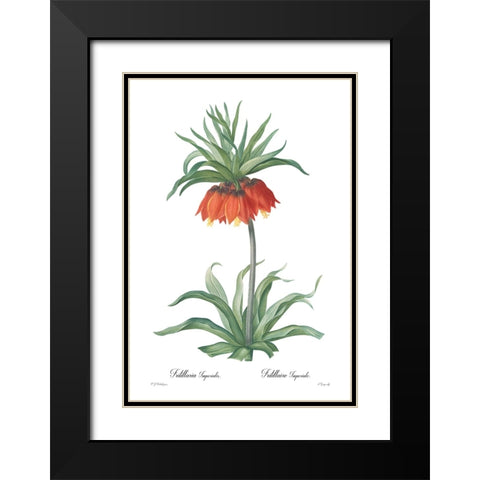 Fritillaria imperialis Black Modern Wood Framed Art Print with Double Matting by CAG