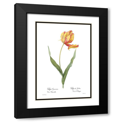 Tulipa gesneriana Black Modern Wood Framed Art Print with Double Matting by CAG