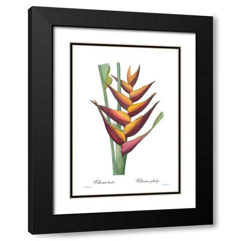 Heliconia humilis Black Modern Wood Framed Art Print with Double Matting by CAG