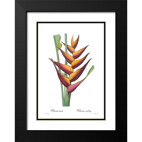 Heliconia humilis Black Modern Wood Framed Art Print with Double Matting by CAG