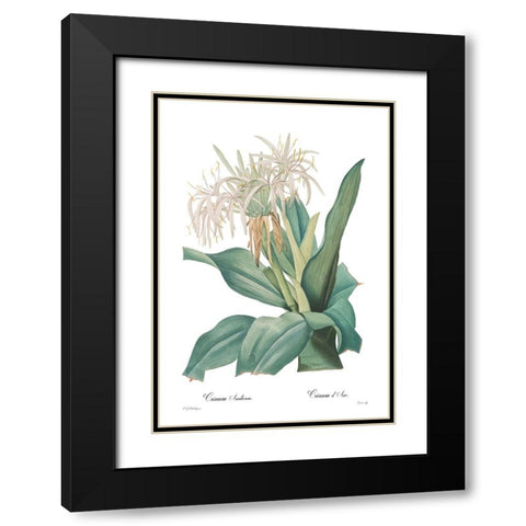 Crinum asiaticum Black Modern Wood Framed Art Print with Double Matting by CAG
