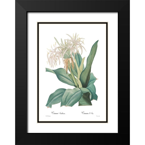 Crinum asiaticum Black Modern Wood Framed Art Print with Double Matting by CAG