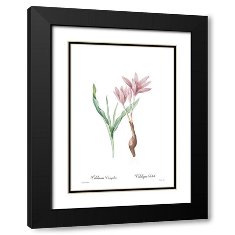 Colchicum variegatum Black Modern Wood Framed Art Print with Double Matting by CAG