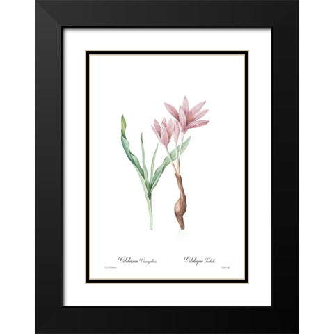 Colchicum variegatum Black Modern Wood Framed Art Print with Double Matting by CAG