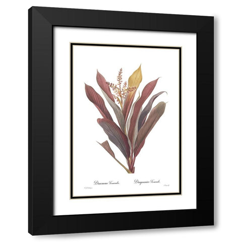 Dracaena terminalis Black Modern Wood Framed Art Print with Double Matting by CAG