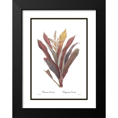Dracaena terminalis Black Modern Wood Framed Art Print with Double Matting by CAG