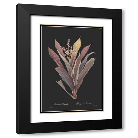 Dracaena terminalis - Dark Black Modern Wood Framed Art Print with Double Matting by CAG