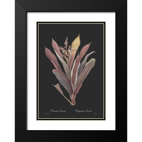 Dracaena terminalis - Dark Black Modern Wood Framed Art Print with Double Matting by CAG