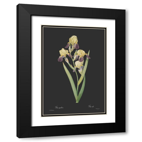 Iris squalens - Dark Black Modern Wood Framed Art Print with Double Matting by CAG