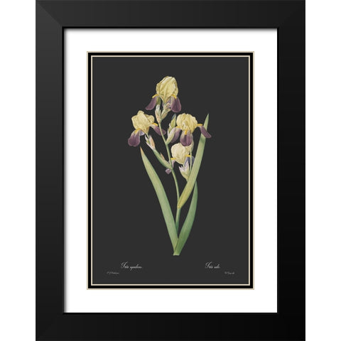 Iris squalens - Dark Black Modern Wood Framed Art Print with Double Matting by CAG