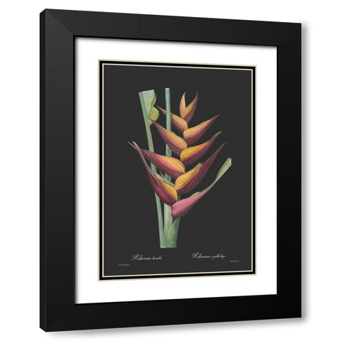 Heliconia humilis - Dark Black Modern Wood Framed Art Print with Double Matting by CAG