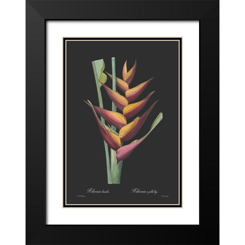 Heliconia humilis - Dark Black Modern Wood Framed Art Print with Double Matting by CAG