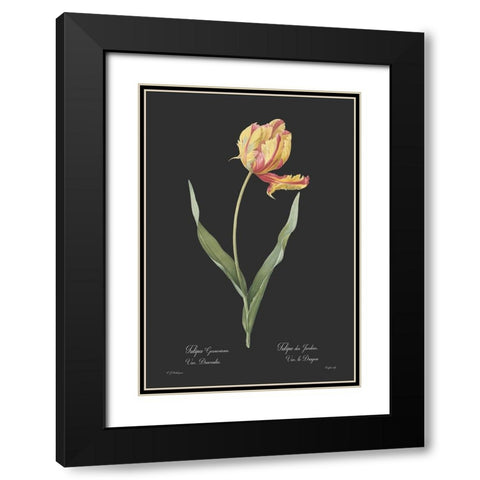 Tulipa gesneriana - Dark Black Modern Wood Framed Art Print with Double Matting by CAG