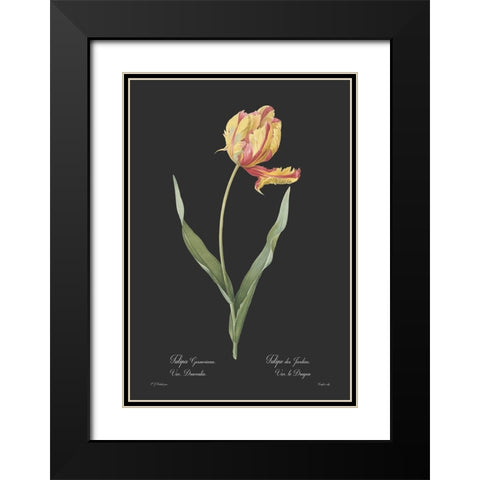 Tulipa gesneriana - Dark Black Modern Wood Framed Art Print with Double Matting by CAG