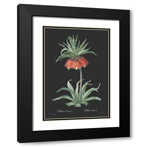 Fritillaria imperialis - Dark Black Modern Wood Framed Art Print with Double Matting by CAG