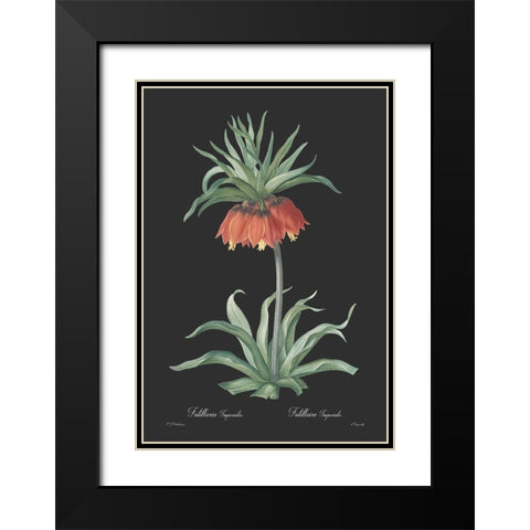 Fritillaria imperialis - Dark Black Modern Wood Framed Art Print with Double Matting by CAG