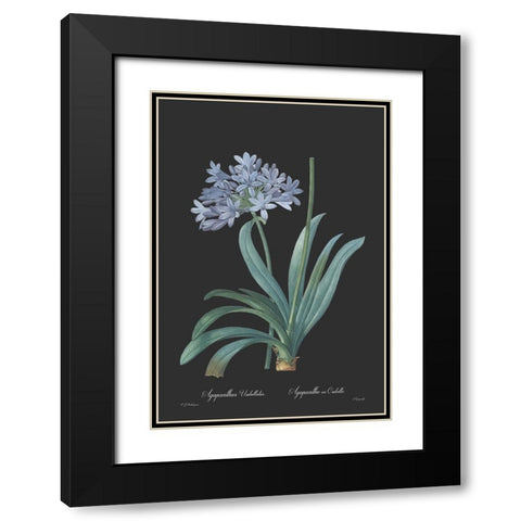 Agapanthus umbellatus - Dark Black Modern Wood Framed Art Print with Double Matting by CAG