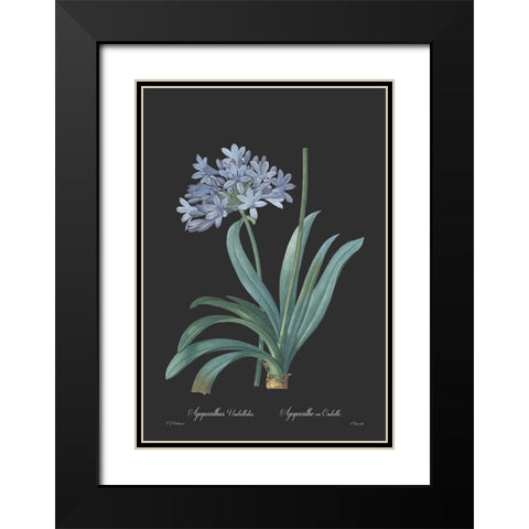 Agapanthus umbellatus - Dark Black Modern Wood Framed Art Print with Double Matting by CAG