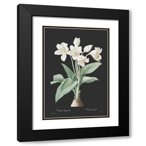 Crinum giganteum - Dark Black Modern Wood Framed Art Print with Double Matting by CAG