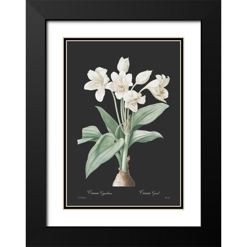 Crinum giganteum - Dark Black Modern Wood Framed Art Print with Double Matting by CAG