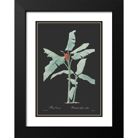 Musa coccinea - Dark Black Modern Wood Framed Art Print with Double Matting by CAG