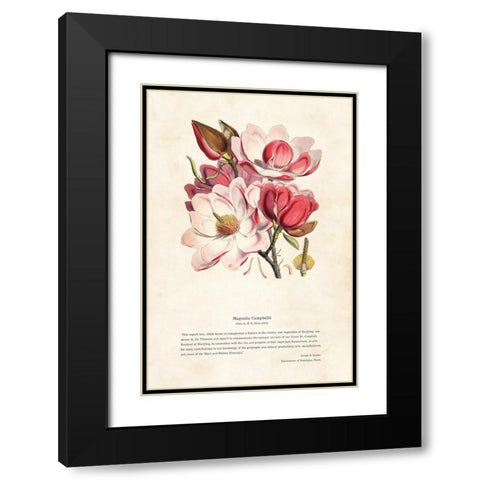 Himalayan Plants - Magnolia campbellii Black Modern Wood Framed Art Print with Double Matting by CAG