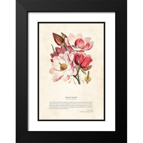 Himalayan Plants - Magnolia campbellii Black Modern Wood Framed Art Print with Double Matting by CAG