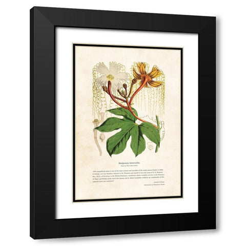 Himalayan Plants - Hodgsonia heteroclita Black Modern Wood Framed Art Print with Double Matting by CAG