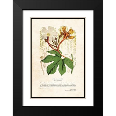 Himalayan Plants - Hodgsonia heteroclita Black Modern Wood Framed Art Print with Double Matting by CAG
