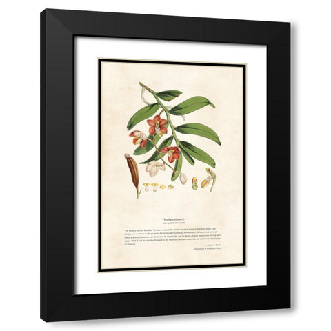 Himalayan Plants - Vanda cathcarti Black Modern Wood Framed Art Print with Double Matting by CAG