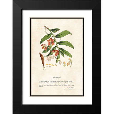 Himalayan Plants - Vanda cathcarti Black Modern Wood Framed Art Print with Double Matting by CAG