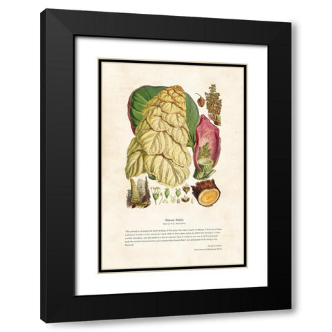 Himalayan Plants - Rheum nobile Black Modern Wood Framed Art Print with Double Matting by CAG